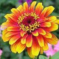 Zinnia Fragrances - Shop inspired-by fragrances at Fragrenza