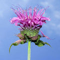 Monarda Fragrances