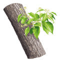 Ho Wood Fragrances - Shop inspired-by fragrances at Fragrenza