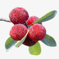 Myrica Fragrances - Shop inspired-by fragrances at Fragrenza