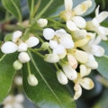 Pittosporum Fragrances - Shop inspired-by fragrances at Fragrenza