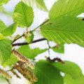 Alder Fragrances - Shop inspired-by fragrances at Fragrenza