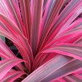 Ti Leaf (Cordyline)