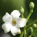 Pua keni keni (Pua-lulu) Fragrances - Shop inspired-by fragrances at Fragrenza