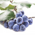 Mahonia Fragrances