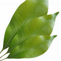 Clove Leaf Fragrances