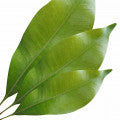Clove Leaf Fragrances - Shop inspired-by fragrances at Fragrenza