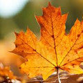 Dried Fallen Leaves Fragrances - Shop inspired-by fragrances at Fragrenza