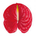 Flamingo flower (Anthurium) Fragrances - Shop inspired-by fragrances at Fragrenza