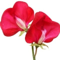 Sweet Pea note