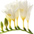 Freesia Fragrances