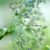Sweet Grass note — Sweet Grass Fragrances