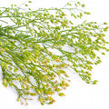 Horseweed Fragrances