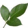Rose Leaf Fragrances - Shop inspired-by fragrances at Fragrenza