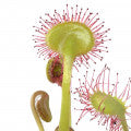 Sundew Fragrances - Shop inspired-by fragrances at Fragrenza