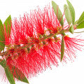 Red Willow Fragrances - Shop inspired-by fragrances at Fragrenza