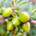 Argan Tree Fragrances - Shop inspired-by fragrances at Fragrenza