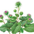 Burdock Fragrances - Shop inspired-by fragrances at Fragrenza