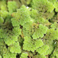 Azolla (Water Fern) Fragrances - Shop inspired-by fragrances at Fragrenza
