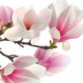 Magnolan Fragrances - Shop inspired-by fragrances at Fragrenza
