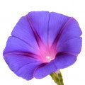 Morning Glory Flower Fragrances