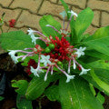 Snakeroot Fragrances - Shop inspired-by fragrances at Fragrenza