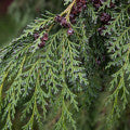 Nootka Fragrances - Shop inspired-by fragrances at Fragrenza