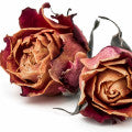 Dried Rose Fragrances — browse fragrances in this collection