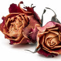 Illustration representing Dried Rose Fragrances