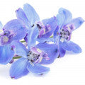 Larkspur Fragrances - Shop inspired-by fragrances at Fragrenza