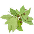 Pimento Leaf Fragrances - Shop inspired-by fragrances at Fragrenza