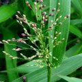 Deer Tongue Grass Fragrances - Shop inspired-by fragrances at Fragrenza
