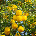 Yuzu Flower Fragrances - Shop inspired-by fragrances at Fragrenza