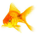 Fish Fragrances