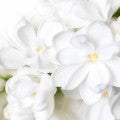 Illustration representing Paradisone Fragrances