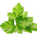 Cilantro Fragrances - Shop inspired-by fragrances at Fragrenza