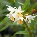 Jasmine Orchid Fragrances