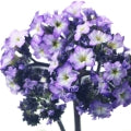 Illustration representing Heliotrope Fragrances