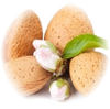 Almond note — Almond Fragrances