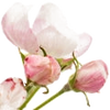 Apple Blossom note — Apple Blossom Fragrances