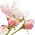 Apple Blossom note