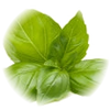 Basil note — Basil Fragrances