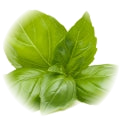 Basil note