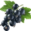 Black Currant note — Black Currant Fragrances