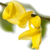 Broom note — Lydia Broom Fragrances