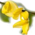 Broom note