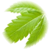 Cannabis note — Cannabis Fragrances