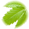 Cannabis note