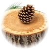 Cedar note — Cedar Fragrances