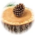 Cedar note